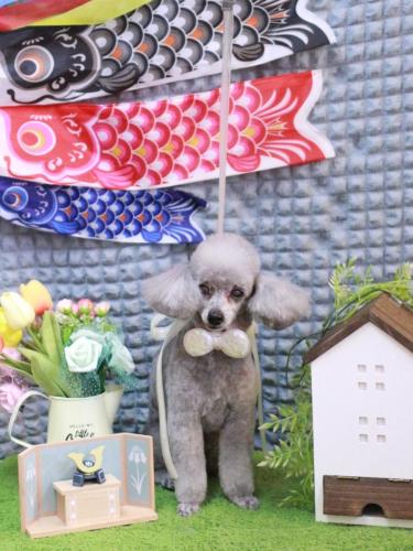 20230502サージュちゃん